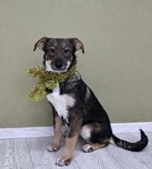 Малинка Щенятник